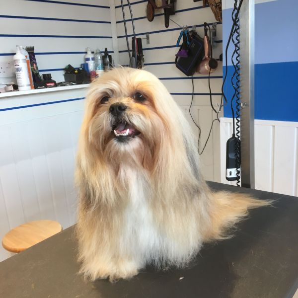 Suzie the shihtzu had a regular bath and brush groom : Swipe To View More Images