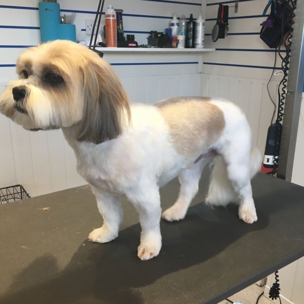 Benji the Lhasa apso had a shirt trim here at snazzydogz : Swipe To View More Images