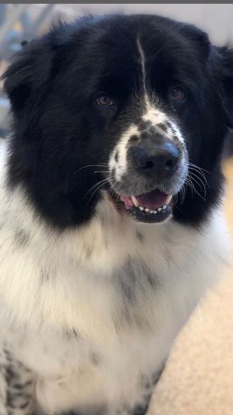 Nera 
Newfoundland loves a groom with us at our salon in chilwell : Swipe To View More Images