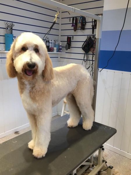 Flynn the golden doodle travels from Kettering to our salon in Nottingham for his 6 weekly groom : Swipe To View More Images