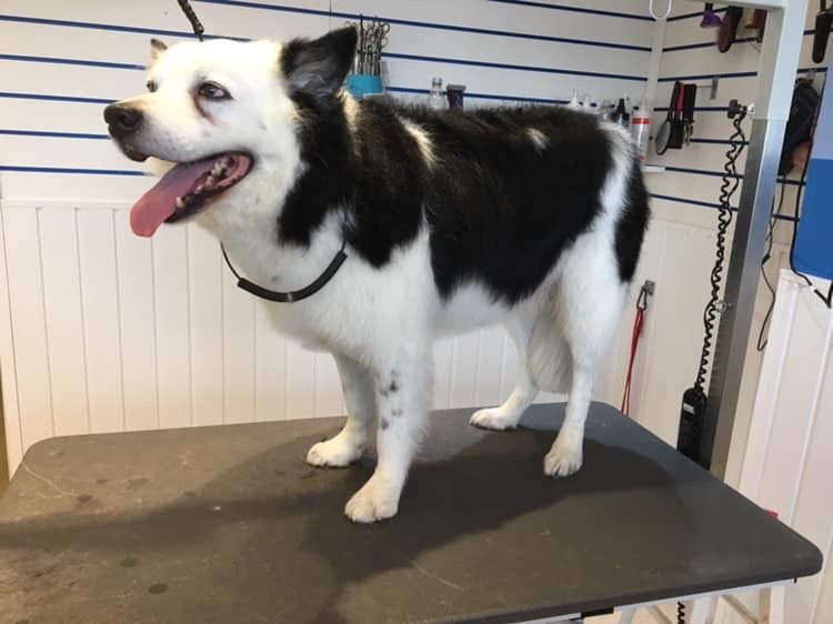 Blue the border collie : Swipe To View More Images