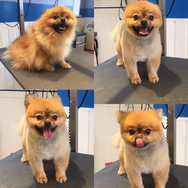 Chico the Pomeranian : Swipe To View More Images
