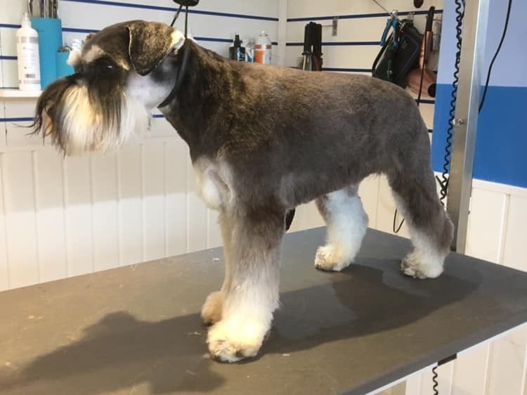 Teddy - miniature schnauzer : Swipe To View More Images