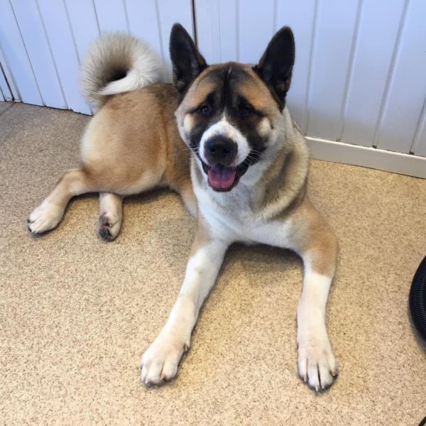 Hulk the big friendly Japanese Akita : Swipe To View More Images