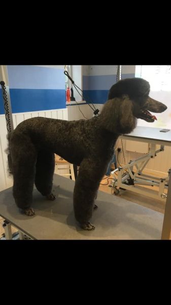 Suzi - standard poodle : Swipe To View More Images