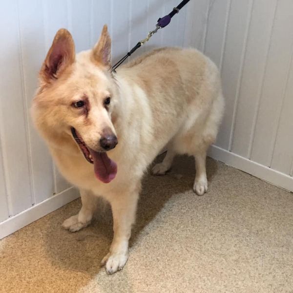 Indy - white German Shepard : Swipe To View More Images
