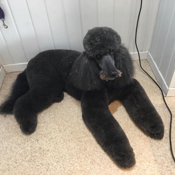 Alice the standard poodle enjoys coming to Snazzydogz  for her regular groom : Swipe To View More Images