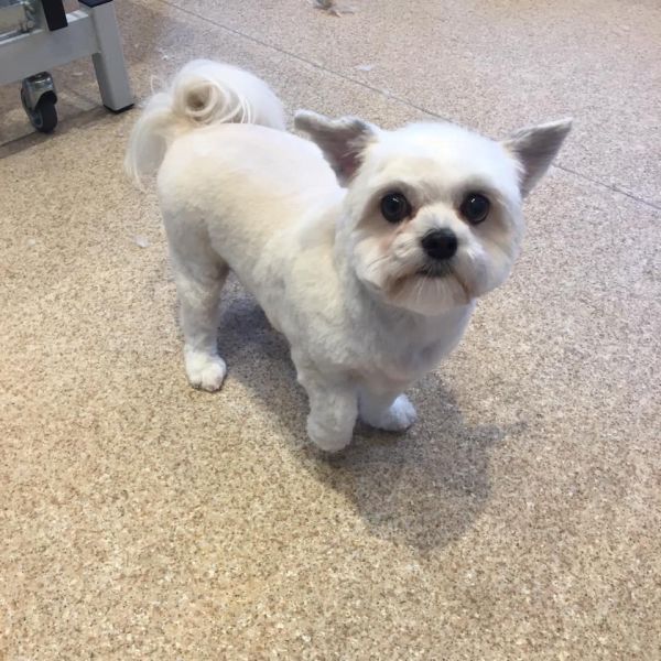 Rupert is a maltipoo : Swipe To View More Images