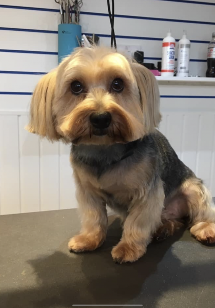 Rocky - Yorkshire terrier visited us in chilwell Nottingham : Swipe To View More Images