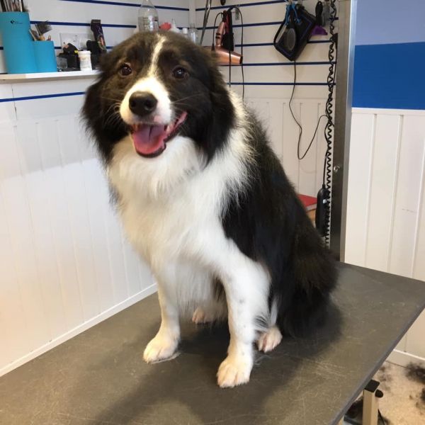 Billy the border collie is needs brother : Swipe To View More Images