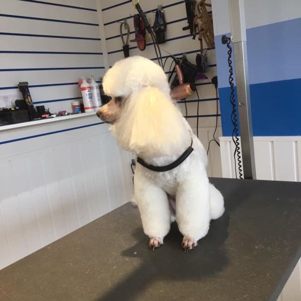 Lovely little flower the poodle loved comings to our salon in Chilwell Nottingham: Swipe To View More Images