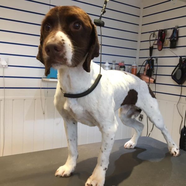 Max- springer spaniel : Swipe To View More Images