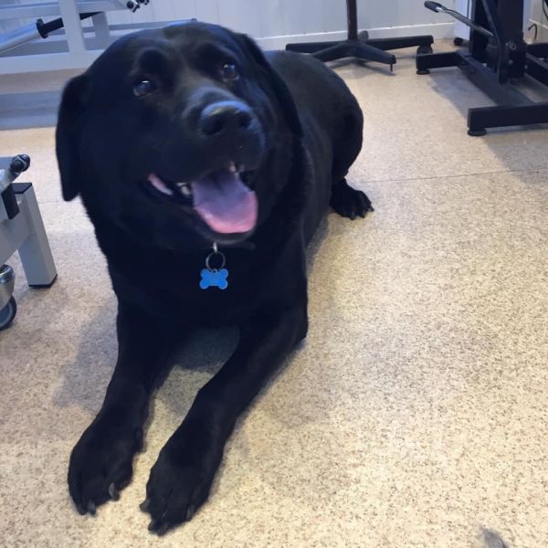 Jake the gentle Labrador  gets excited visiting is in Chilwell: Swipe To View More Images