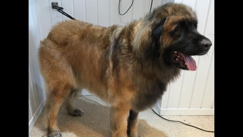 Logan - Leon-burger such a gentle giant  : Swipe To View More Images