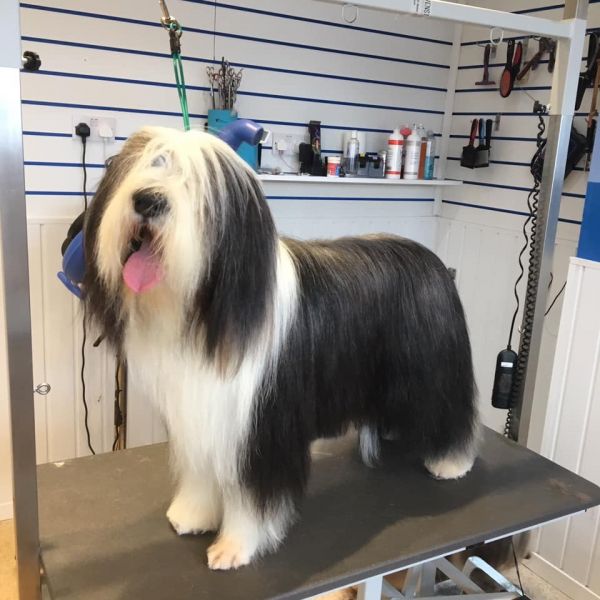 Zulo- bearded collie : Swipe To View More Images