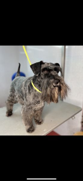 Handsome Kaiser had his regular groom at our chilwell salon : Swipe To View More Images