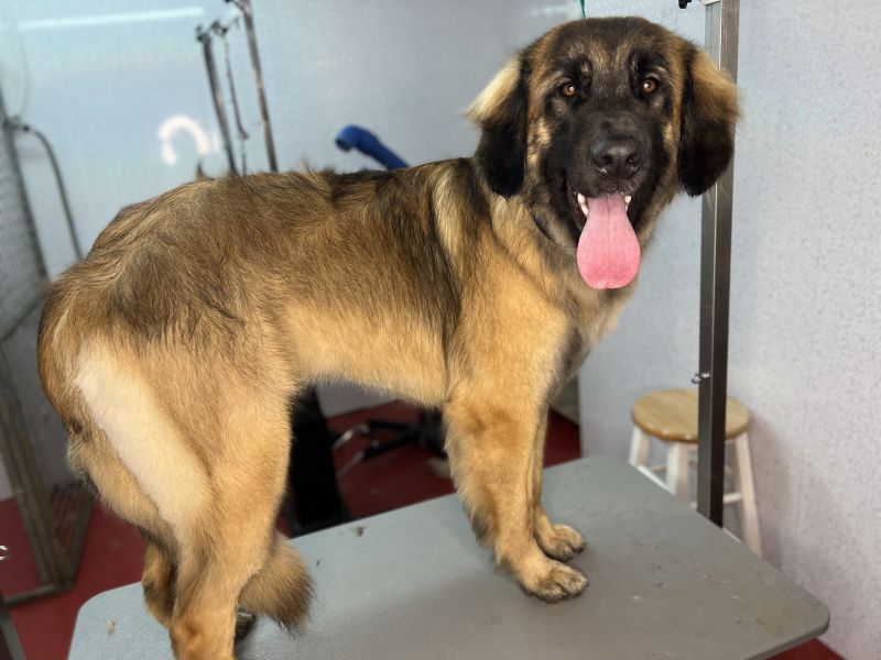 Lovely ruby is a puppy Leon Berger who is a regular at Snazzydogz : Swipe To View More Images