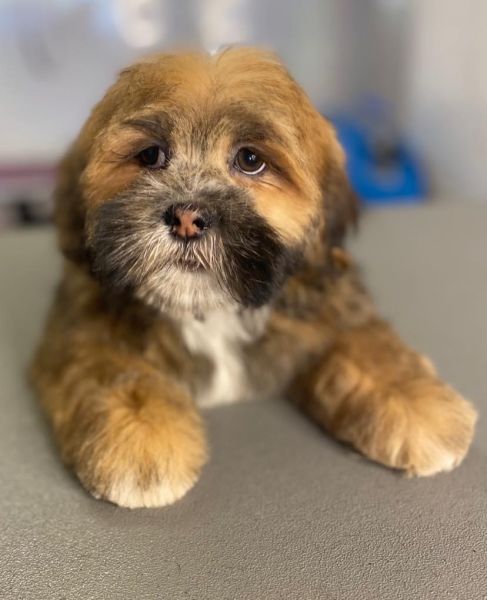 This little one had a puppy groom : Swipe To View More Images