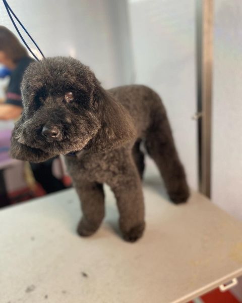 Chutney had his regular groom with us at our salon in chilwell: Swipe To View More Images