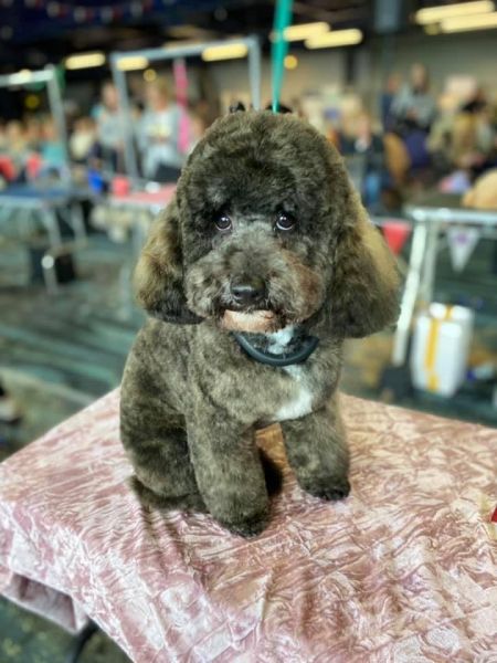 Freddy is our competition dog who placed second out of a big class : Swipe To View More Images