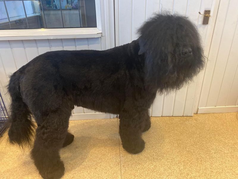  Perun is a lovely Black Russian terrier : Swipe To View More Images