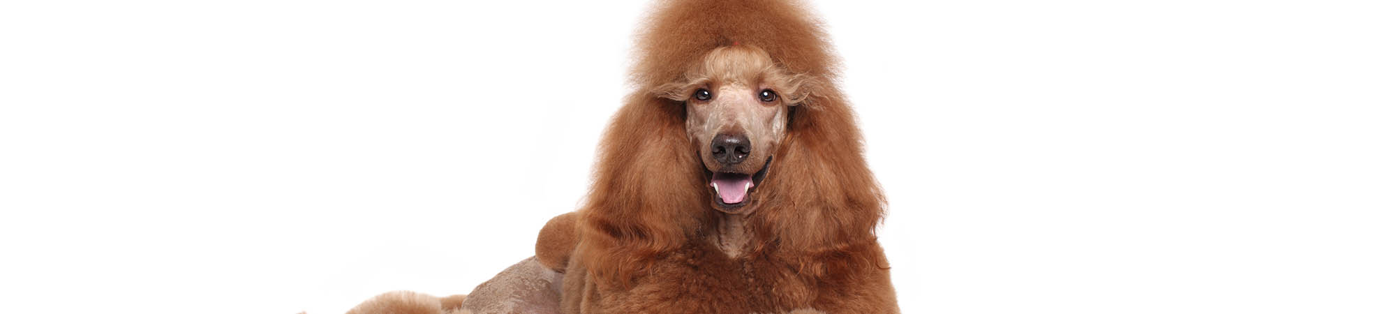 Dog Grooming Services In Chilwell