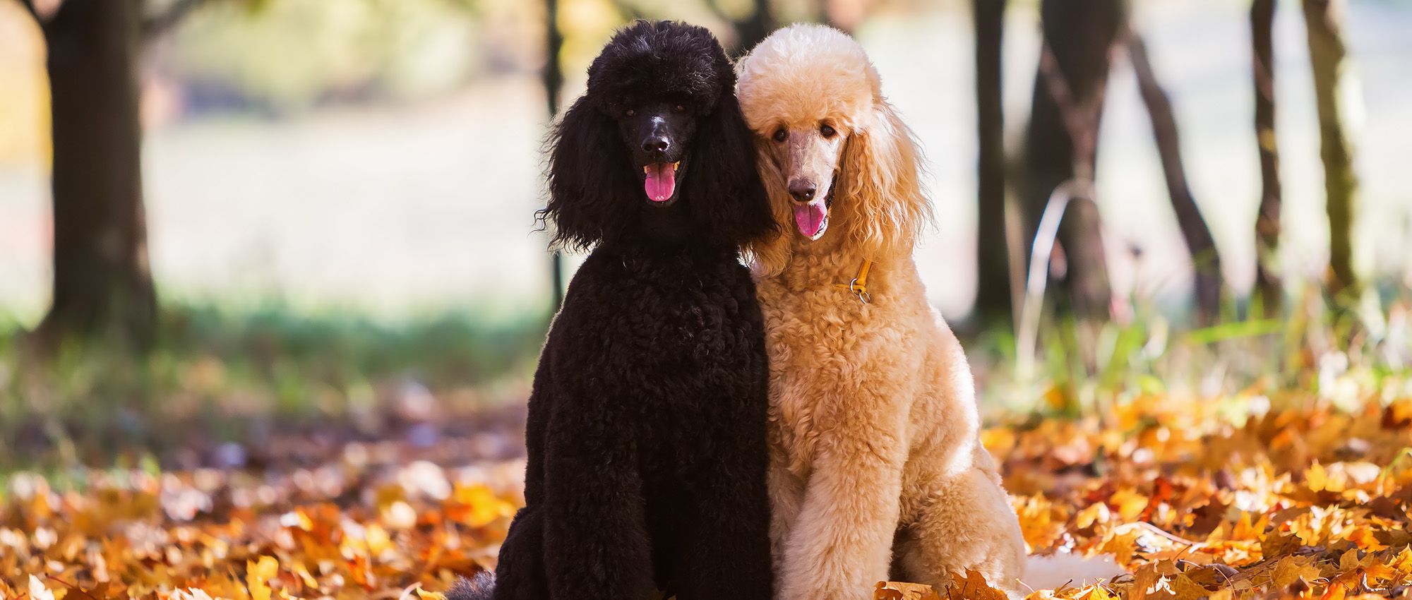 Dog Groomers Nottingham