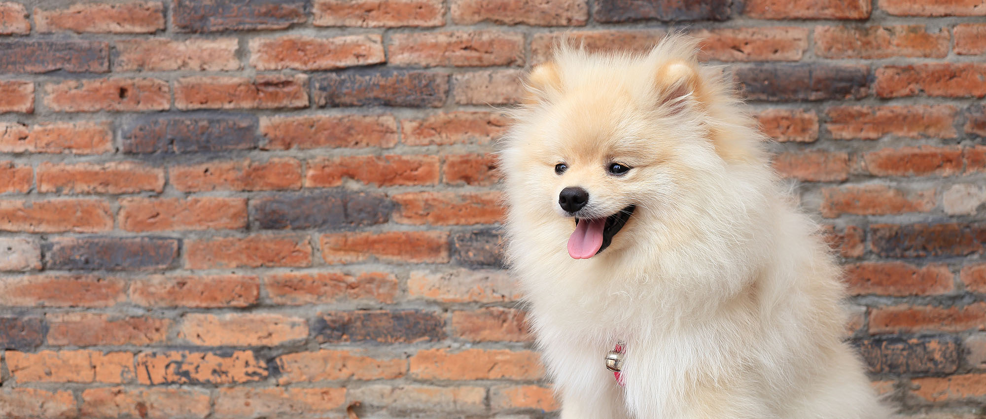 Dog Grooming Near Me