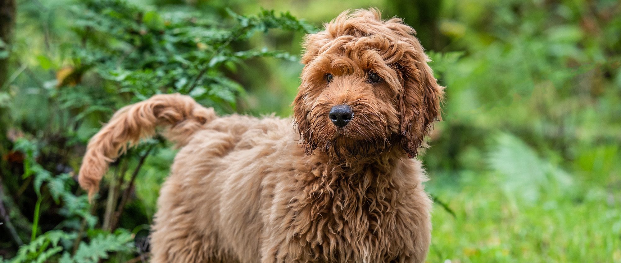 Dog Groomers Nottingham