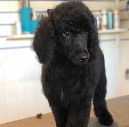 Click Here To View Larger Image