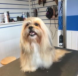 Suzie the shihtzu had a regular bath and brush groom : Click Here To View Larger Image