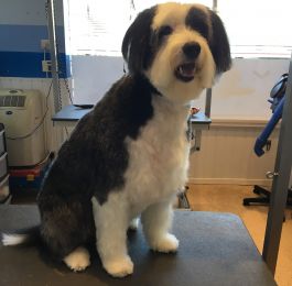 Sonny the bearded collie : Click Here To View Larger Image