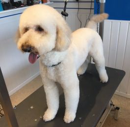 Dillion the labradoodle : Click Here To View Larger Image