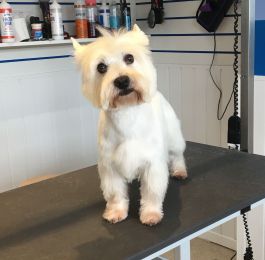 Bruno the west highland white terrier  visited us in Chilwell  : Click Here To View Larger Image