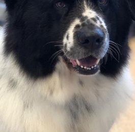 Nera 
Newfoundland loves a groom with us at our salon in chilwell : Click Here To View Larger Image
