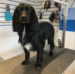 English cocker spaniel had. Tidy up groom: Click Here To View Larger Image