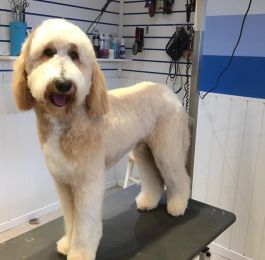 Flynn the golden doodle travels from Kettering to our salon in Nottingham for his 6 weekly groom : Click Here To View Larger Image