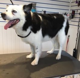 Blue the border collie : Click Here To View Larger Image