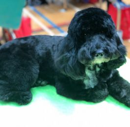 Click Here To View Larger Image