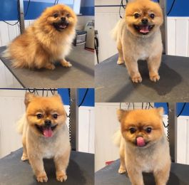 Chico the Pomeranian : Click Here To View Larger Image