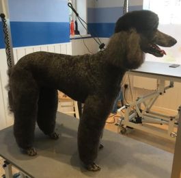 Suzi - standard poodle : Click Here To View Larger Image