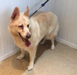 Indy - white German Shepard : Click Here To View Larger Image