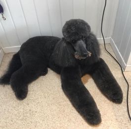 Alice the standard poodle enjoys coming to Snazzydogz  for her regular groom : Click Here To View Larger Image