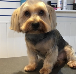 Rocky - Yorkshire terrier visited us in chilwell Nottingham : Click Here To View Larger Image