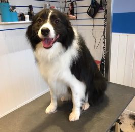 Billy the border collie is needs brother : Click Here To View Larger Image