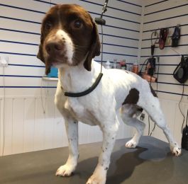 Max- springer spaniel : Click Here To View Larger Image