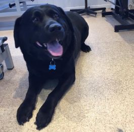 Jake the gentle Labrador  gets excited visiting is in Chilwell: Click Here To View Larger Image