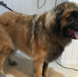 Logan - Leon-burger such a gentle giant  : Click Here To View Larger Image