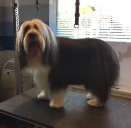 Molly - bearded collie : Click Here To View Larger Image