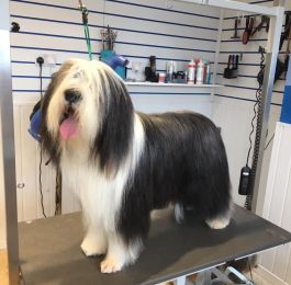 Zulo- bearded collie : Click Here To View Larger Image